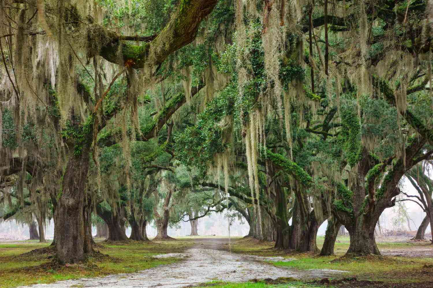 Secrets-Of-Georgia8217s-Moss-Draped-Live-Oaks secrets-of-georgias-moss-draped-live-oaks