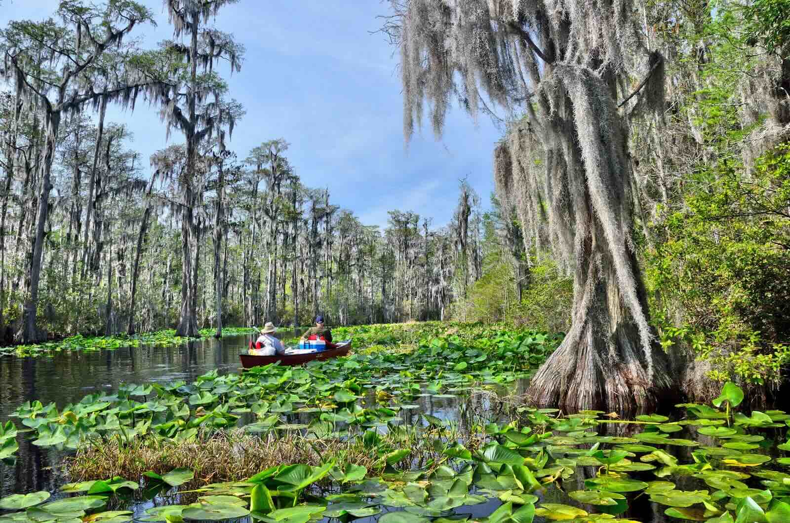 Secrets-Of-Georgia8217s-Okefenokee-Canopies secrets-of-georgias-okefenokee-canopies