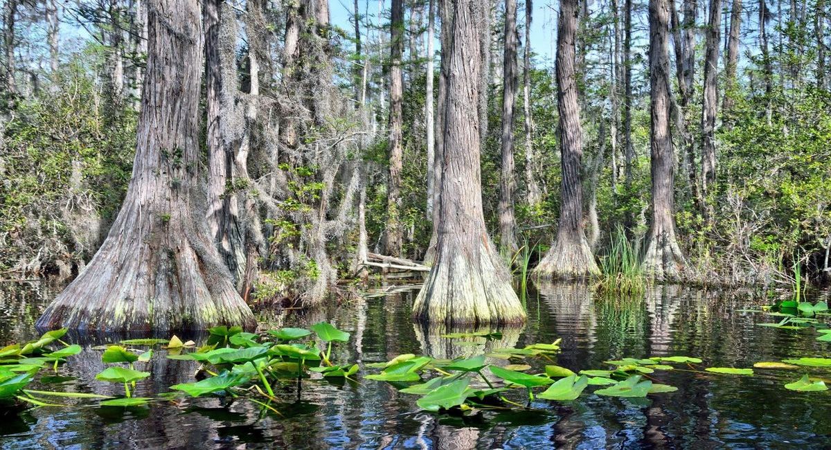 Secrets-Of-Georgia8217s-Okefenokee-Swamps secrets-of-georgias-okefenokee-swamps