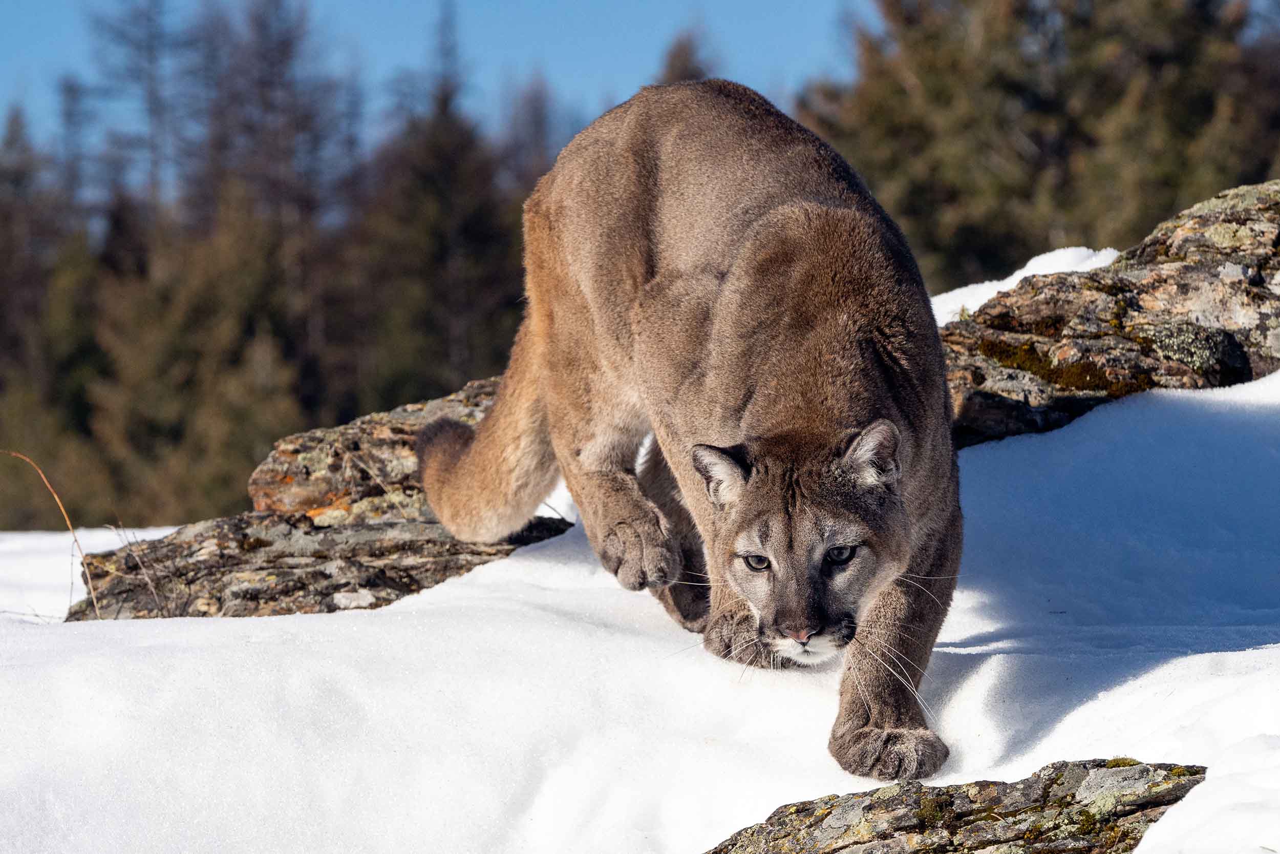 Secrets-Of-Idaho8217s-Sawtooth-Mountain-Lions secrets-of-idahos-sawtooth-mountain-lions