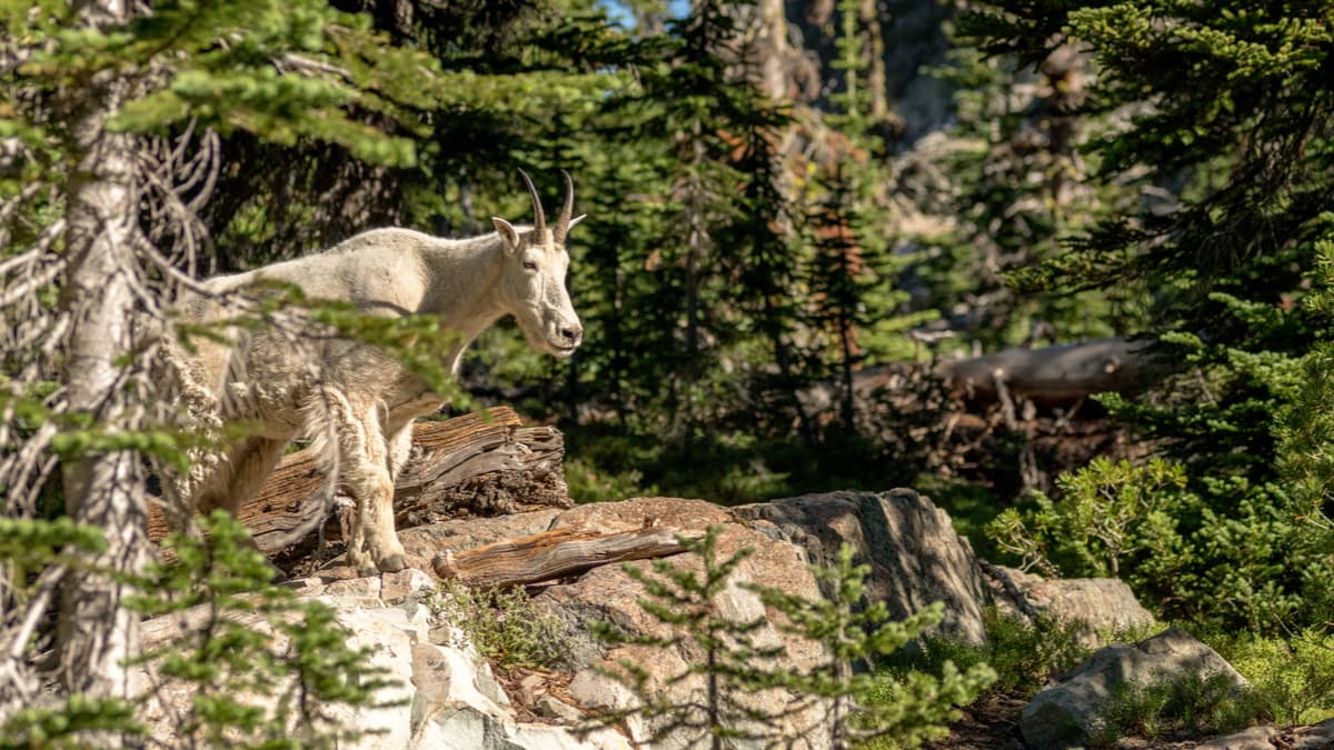 Secrets-Of-Idaho8217s-Seven-Devils-Mountain-Goat-Cliffs secrets-of-idahos-seven-devils-mountain-goat-cliffs