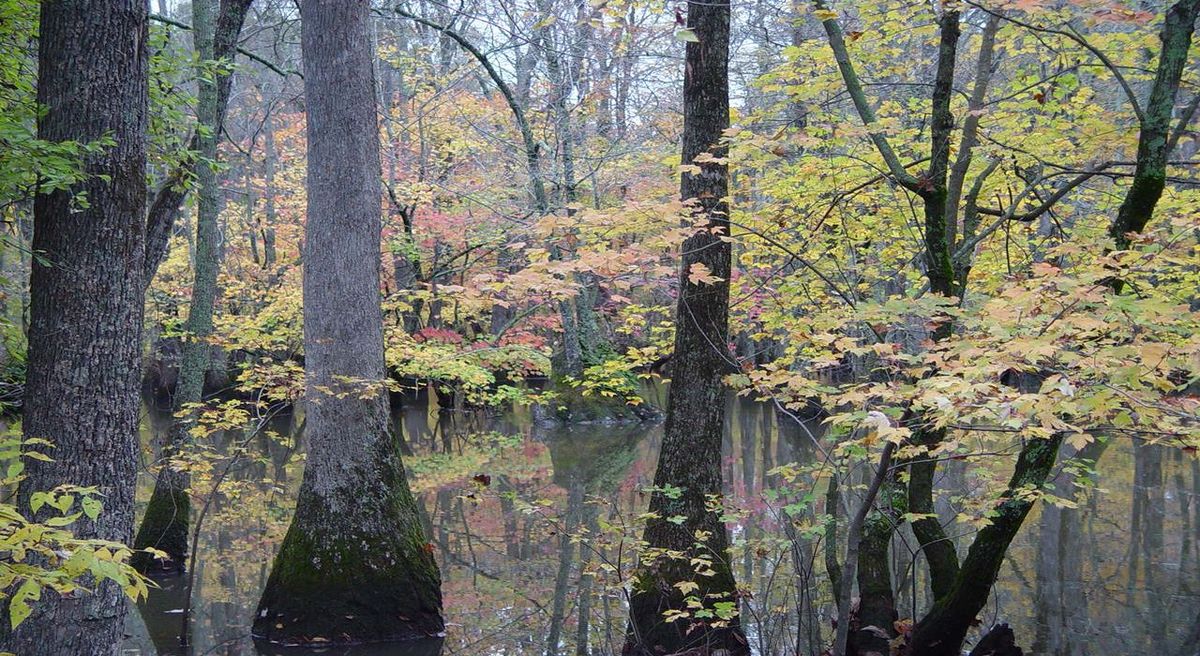 Secrets-Of-Illinois8217s-Cache-River-Oxbows secrets-of-illinoiss-cache-river-oxbows