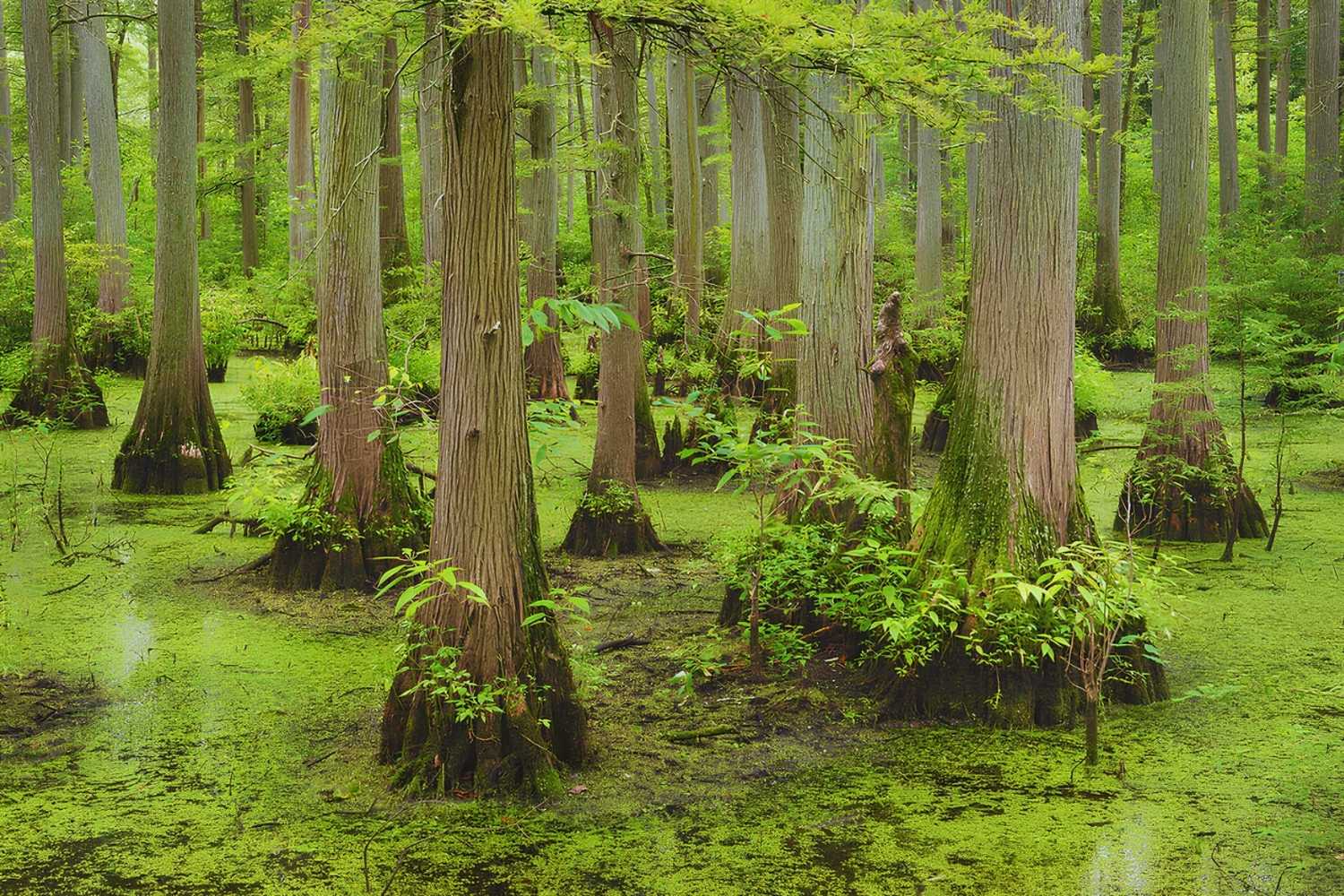 Secrets-Of-Illinois8217s-Cache-River-Wetlands secrets-of-illinoiss-cache-river-wetlands