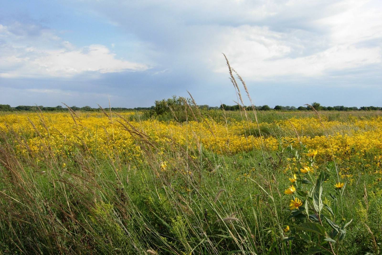 Secrets-Of-Illinois8217s-Untamed-Tallgrass-Prairies secrets-of-illinoiss-untamed-tallgrass-prairies