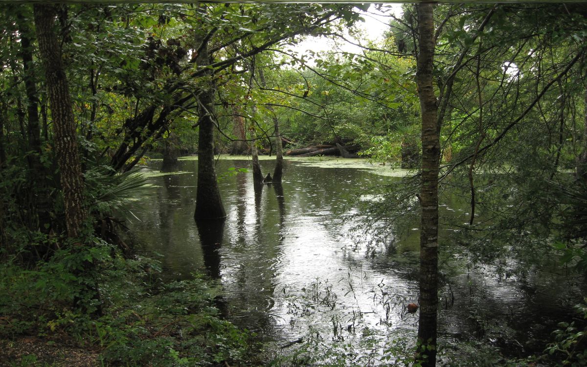 Secrets-Of-Louisiana8217s-Barataria-Preserve-Marshes secrets-of-louisianas-barataria-preserve-marshes