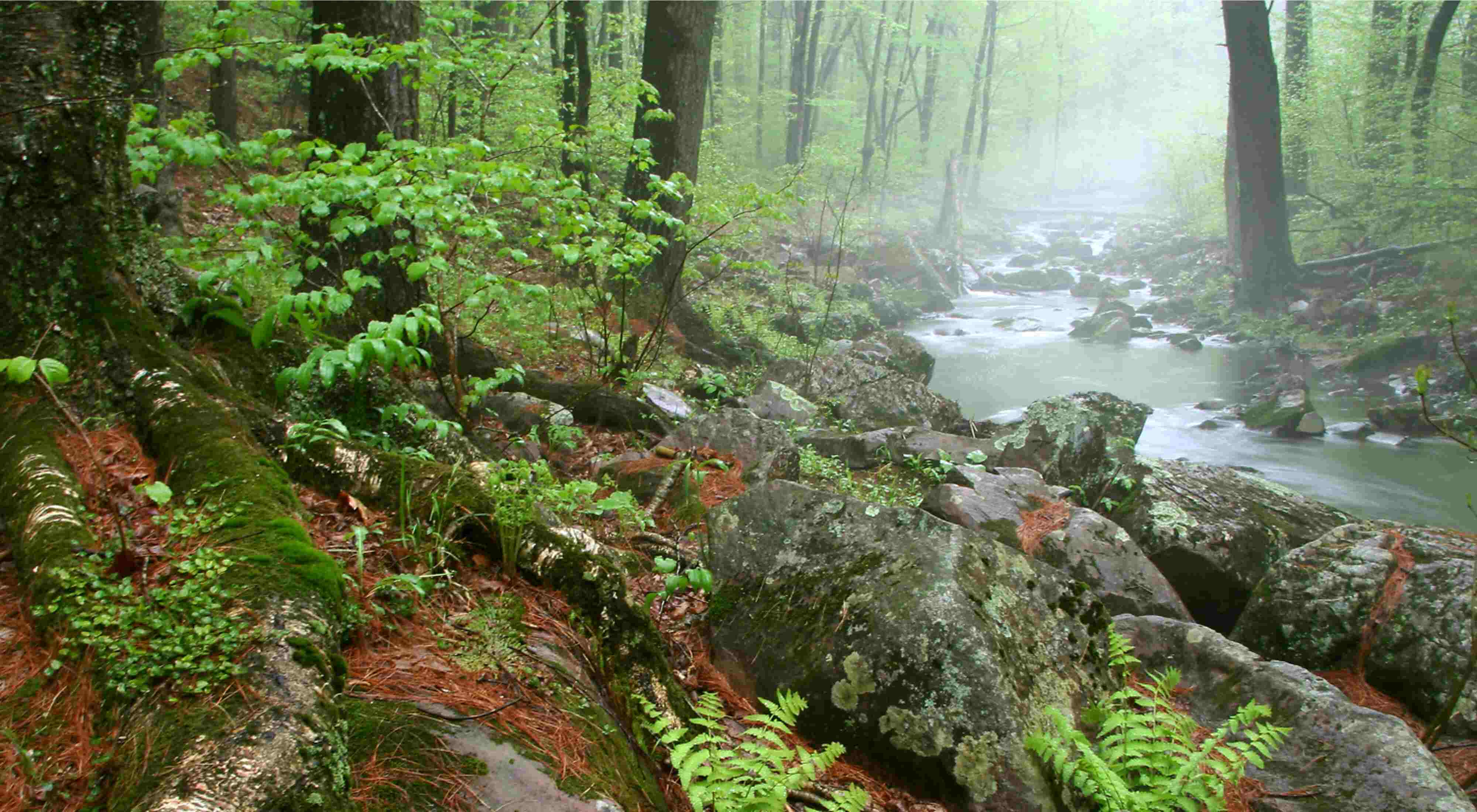 Secrets-Of-Maine8217s-Baxter-Forest-Hollows secrets-of-maines-baxter-forest-hollows