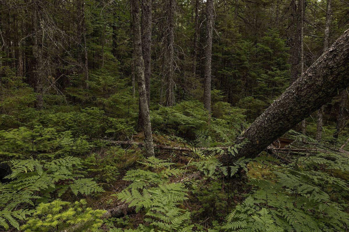 Secrets-Of-Maine8217s-Untouched-Spruce-Highlands secrets-of-maines-untouched-spruce-highlands