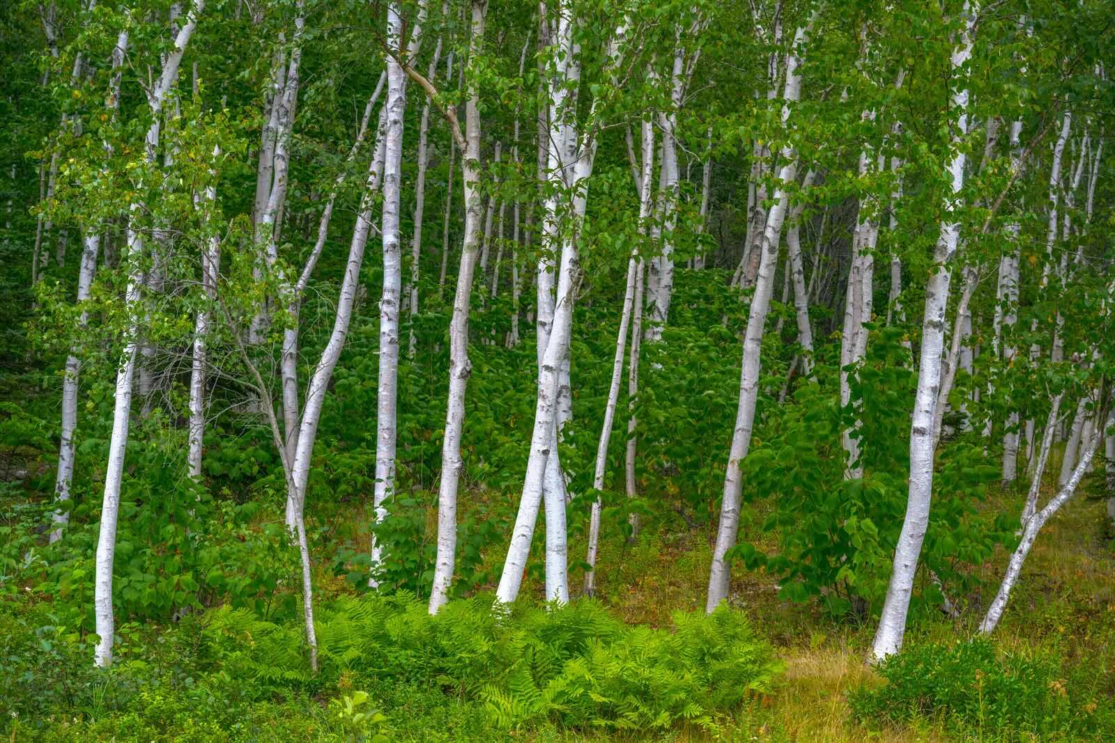 Secrets-Of-Maine8217s-Whispering-Birch-Stands secrets-of-maines-whispering-birch-stands