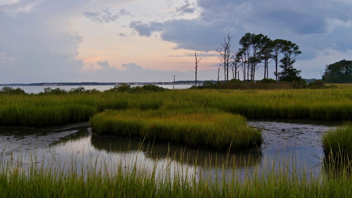 Secrets-Of-Maryland8217s-Coastal-Marshes secrets-of-marylands-coastal-marshes