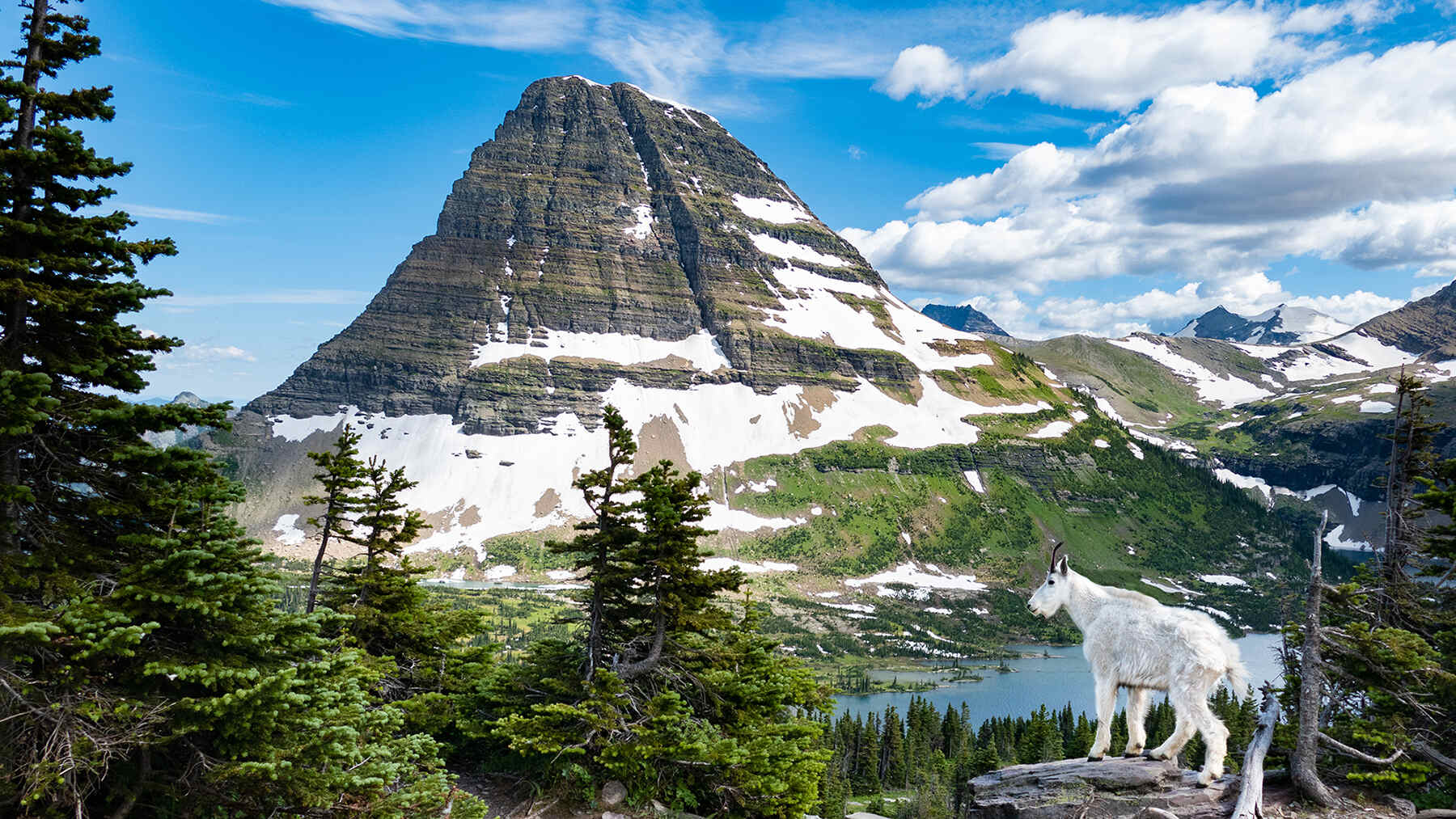 Secrets-Of-Montana8217s-Chinese-Wall-And-Its-Wild-Mountain-Goats secrets-of-montanas-chinese-wall-and-its-wild-mountain-goats