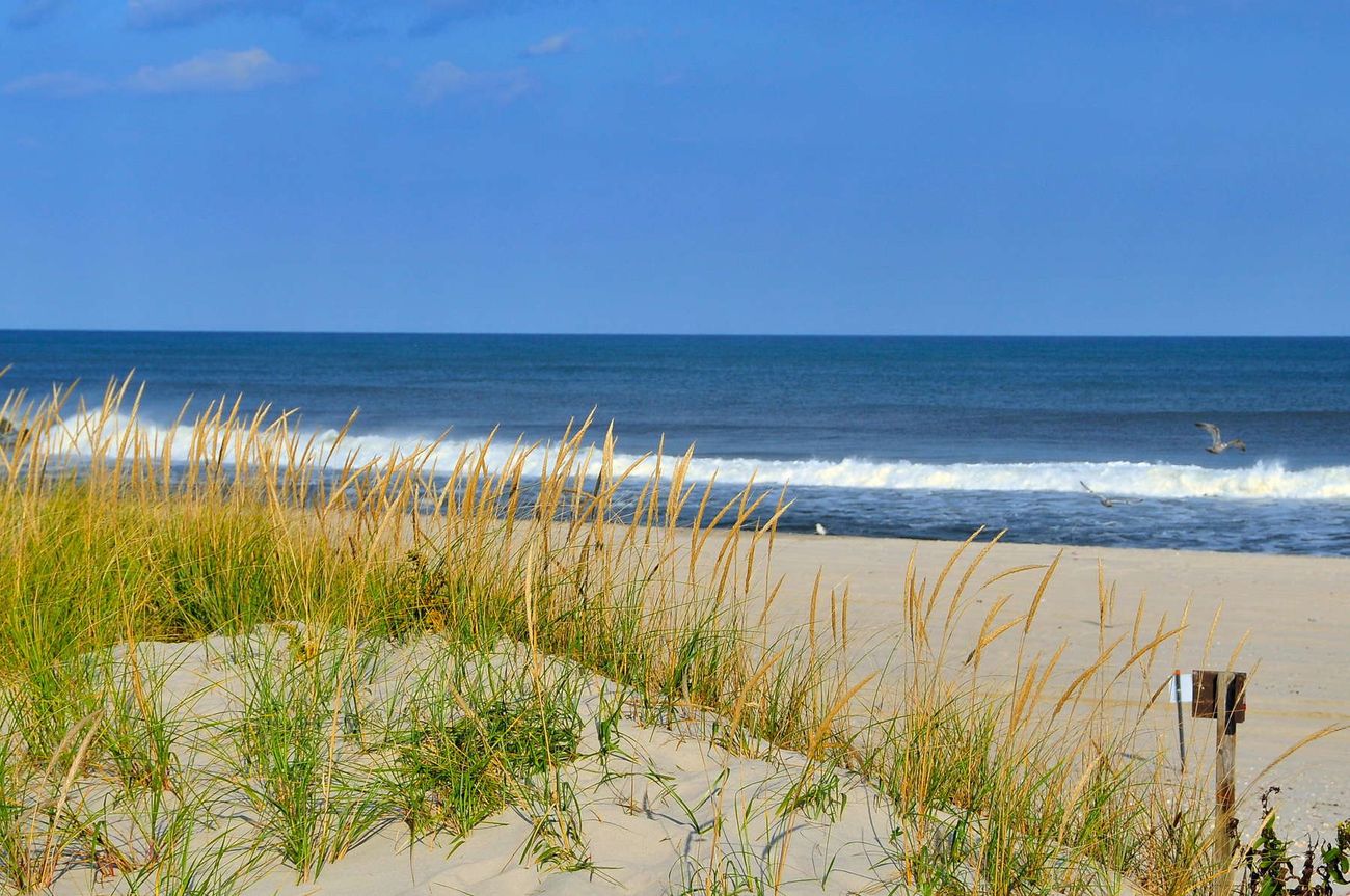 Secrets-Of-New-Jersey8217s-Island-Beach-Dunes secrets-of-new-jerseys-island-beach-dunes