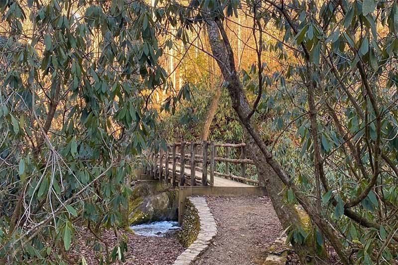 Secrets-Of-North-Carolina8217s-Joyce-Kilmer-Forest-Hollows secrets-of-north-carolinas-joyce-kilmer-forest-hollows