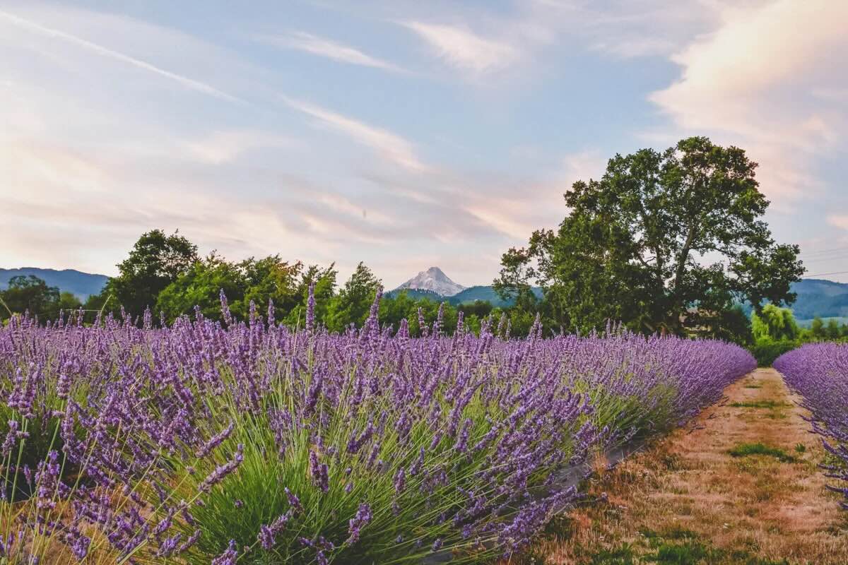 Secrets-Of-Oregon8217s-Lavender-Lupine-Fields-At-Mount-Hood-Meadows secrets-of-oregons-lavender-lupine-fields-at-mount-hood-meadows