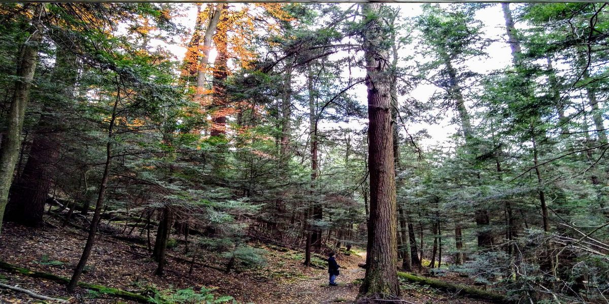 Secrets-Of-Pennsylvania8217s-Towering-Ancient-Hemlocks secrets-of-pennsylvanias-towering-ancient-hemlocks