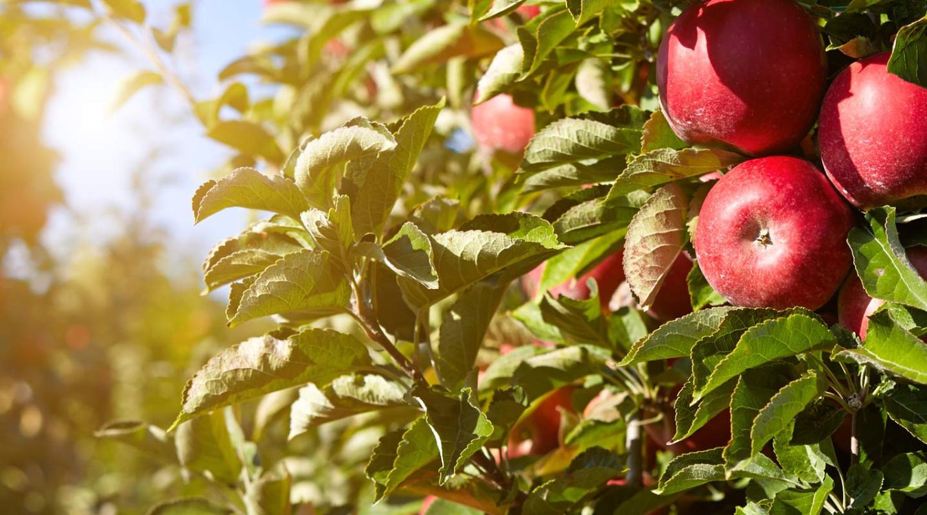 Secrets-Of-Pennsylvania8217s-Wild-Apple-Orchards secrets-of-pennsylvanias-wild-apple-orchards