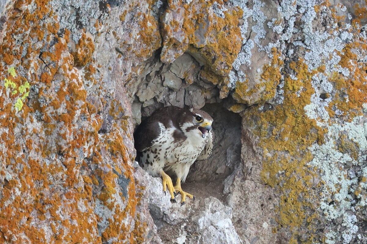 Secrets-Of-Prairie-Falcon-Nests-In-South-Dakota8217s-Badlands secrets-of-prairie-falcon-nests-in-south-dakotas-badlands