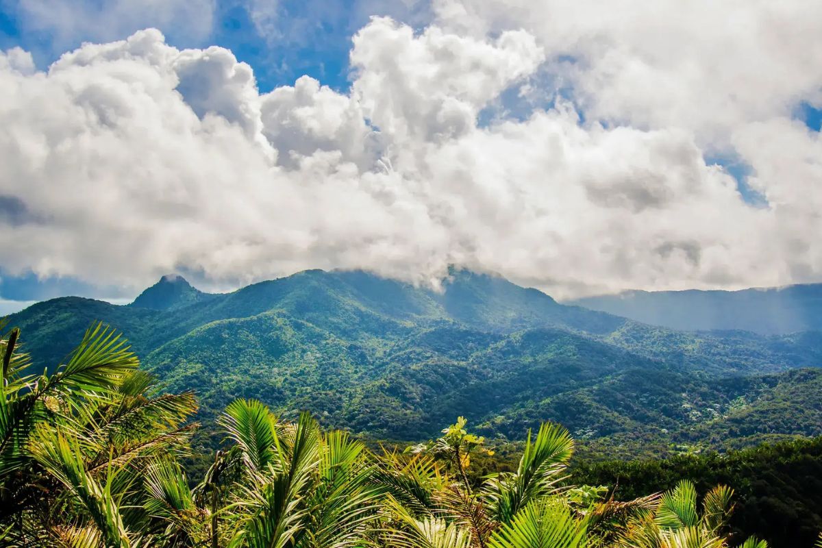 Secrets-Of-Puerto-Rico8217s-El-Yunque-Cloud-Forests secrets-of-puerto-ricos-el-yunque-cloud-forests