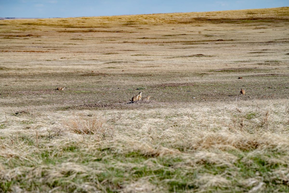 Secrets-Of-South-Dakota8217s-Prairie-Dog-Towns secrets-of-south-dakotas-prairie-dog-towns