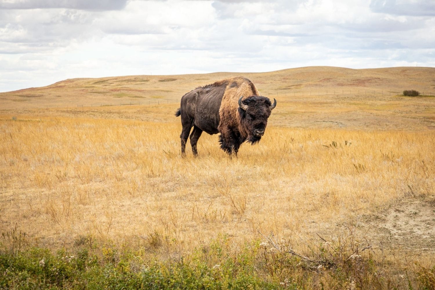 Secrets-Of-South-Dakota8217s-Wild-Bison-Prairies secrets-of-south-dakotas-wild-bison-prairies