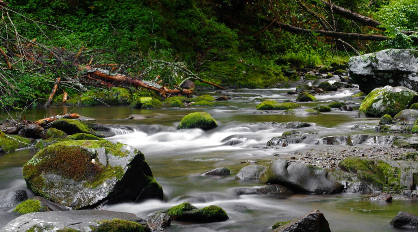 Secrets-Of-Tennessee8217s-Cades-Cove-Moss-Forests secrets-of-tennessees-cades-cove-moss-forests
