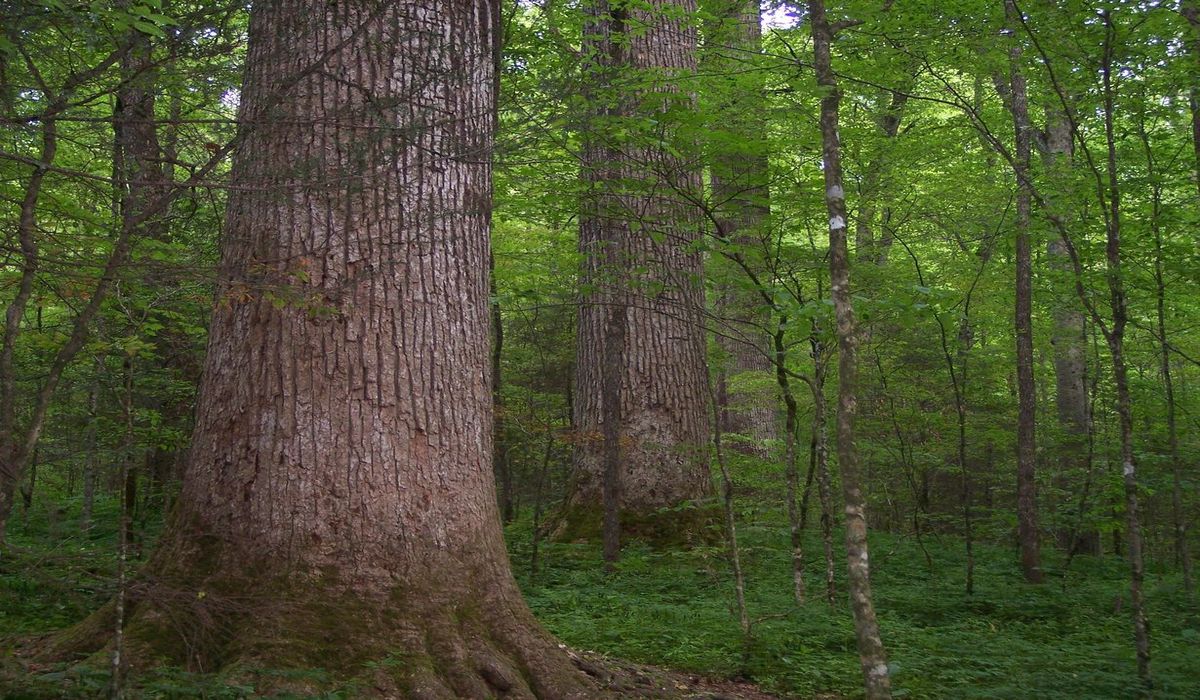 Secrets-Of-Tennessee8217s-Joyce-Kilmer-Forest-Glades secrets-of-tennessees-joyce-kilmer-forest-glades