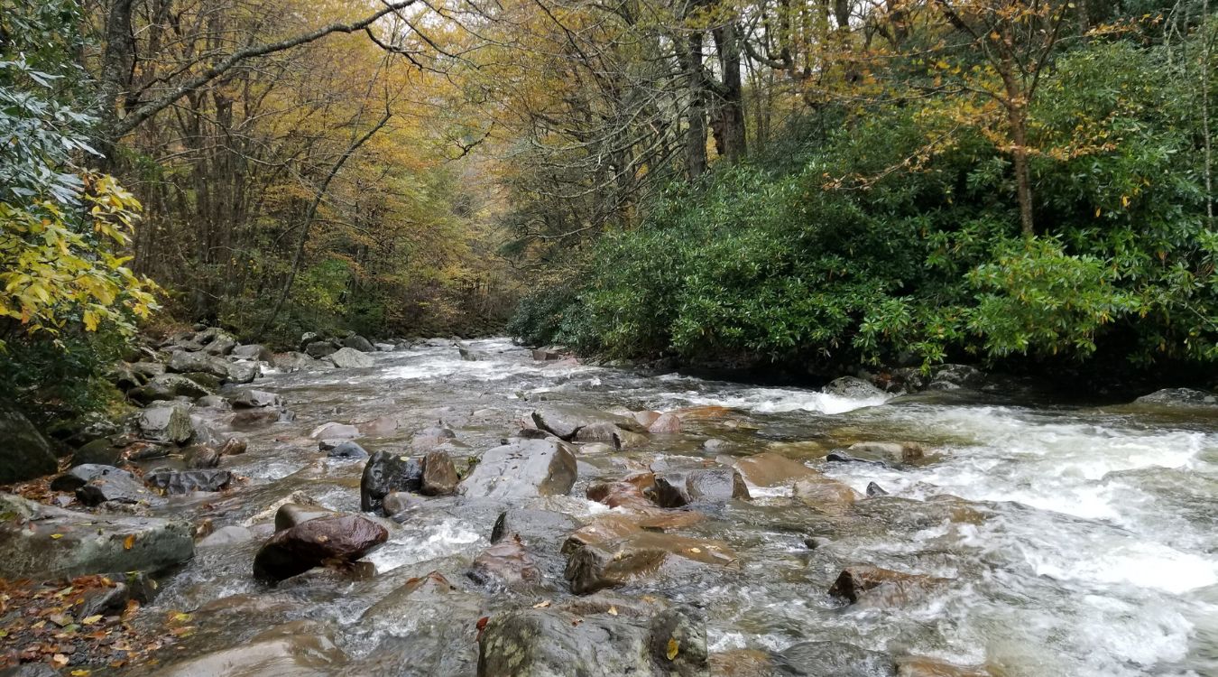 Secrets-Of-Tennessee8217s-Mountain-Streams secrets-of-tennessees-mountain-streams