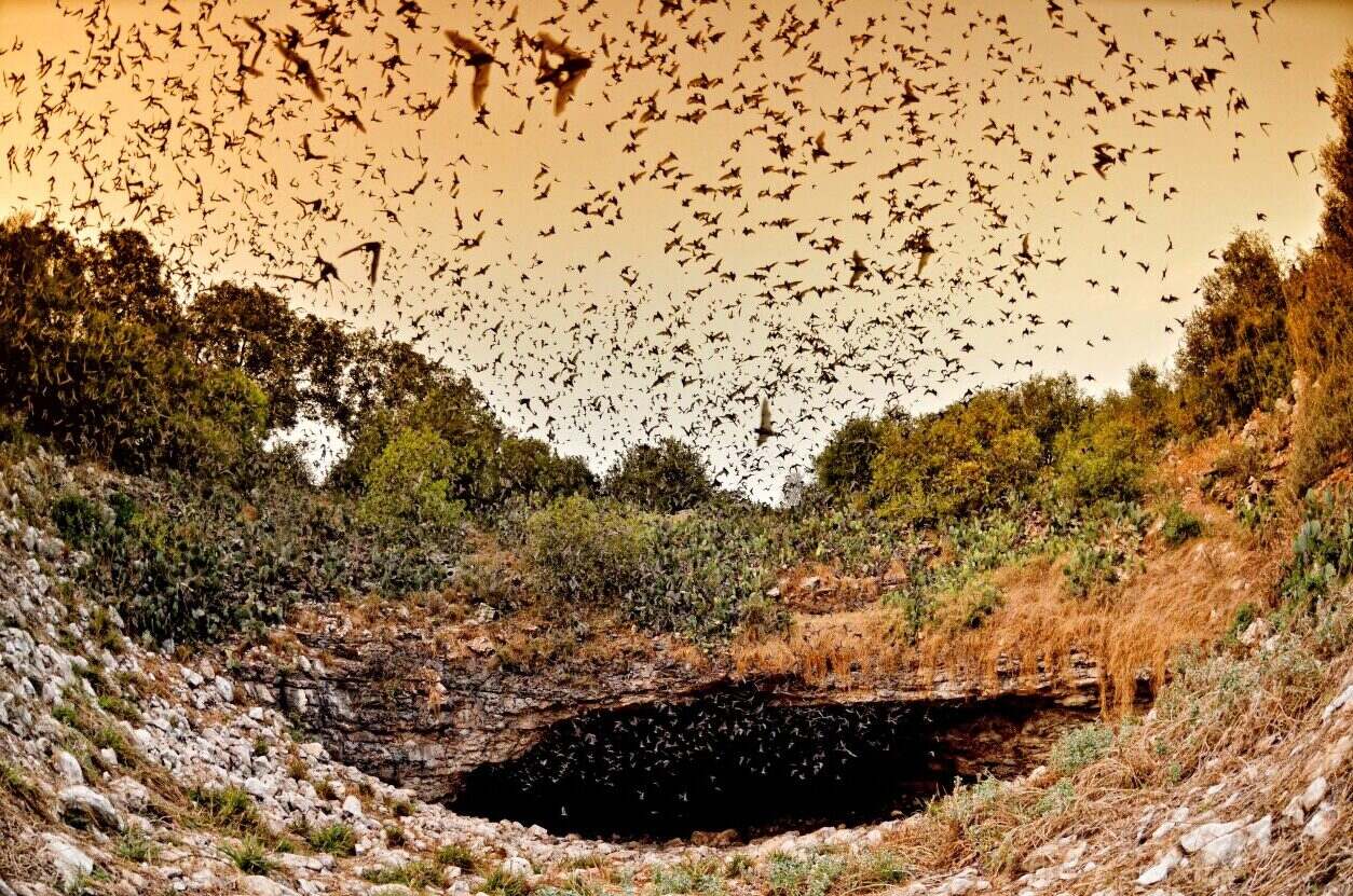 Secrets-Of-Texas8217s-Bracken-Mountain-Bat-Caves secrets-of-texass-bracken-mountain-bat-caves