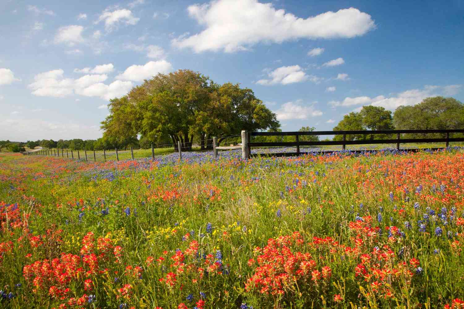 Secrets-Of-Texas8217s-Hill-Country-Wildflower-Meadows secrets-of-texass-hill-country-wildflower-meadows
