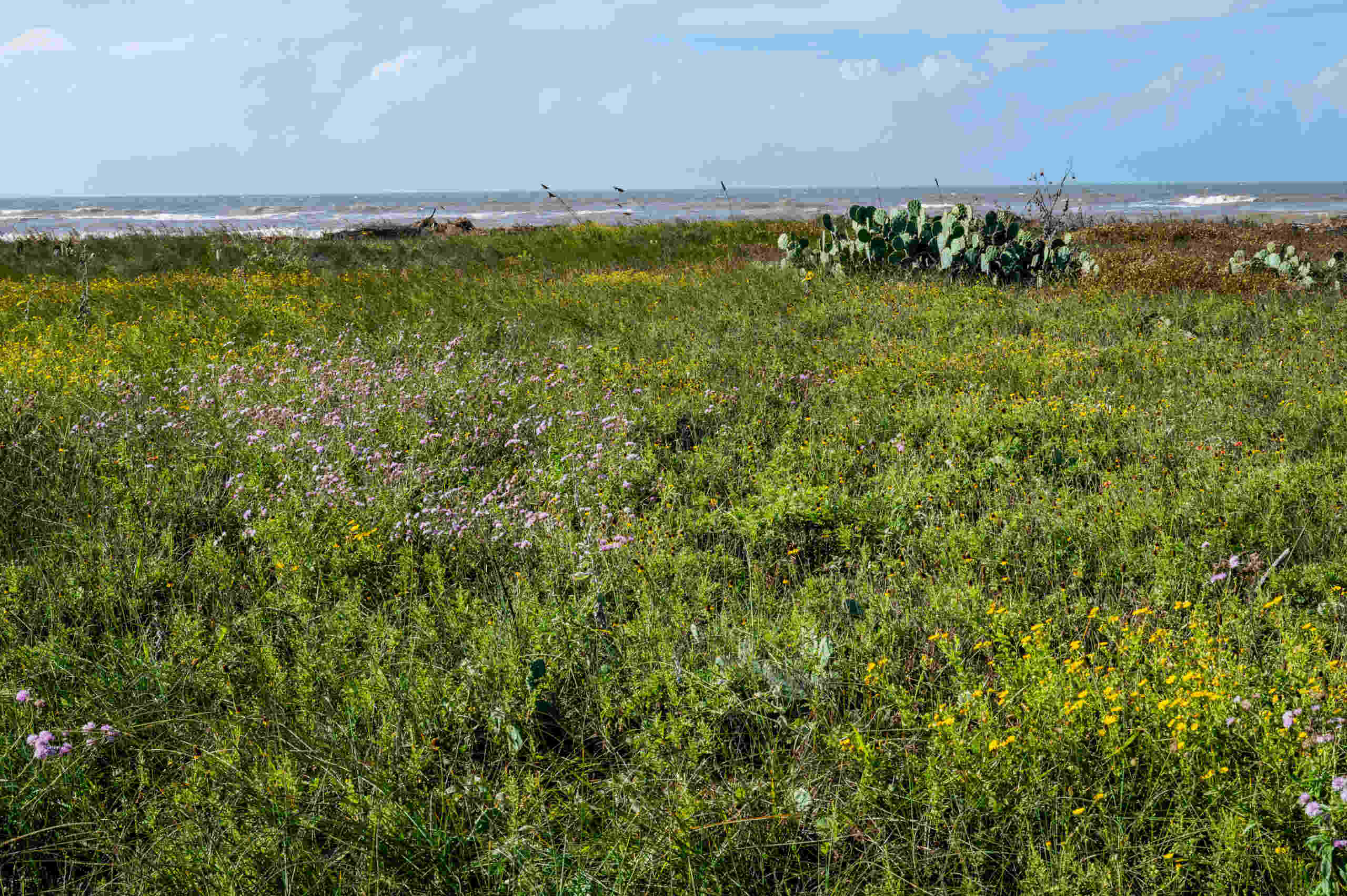 Secrets-Of-Texas8217s-Matagorda-Coastal-Prairies secrets-of-texass-matagorda-coastal-prairies