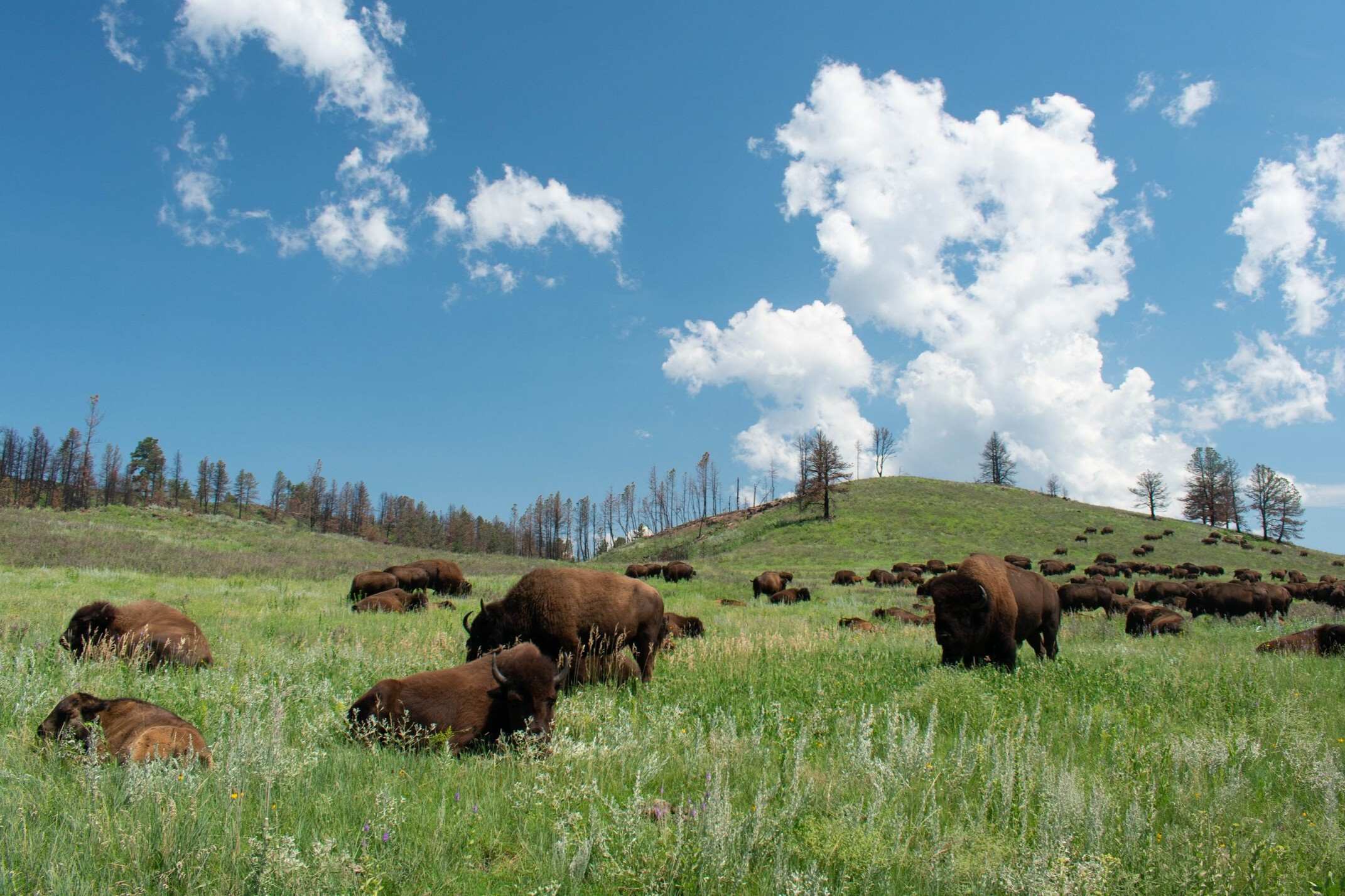 Secrets-Of-The-Bison-Plains-In-Custer-State-Park secrets-of-the-bison-plains-in-custer-state-park