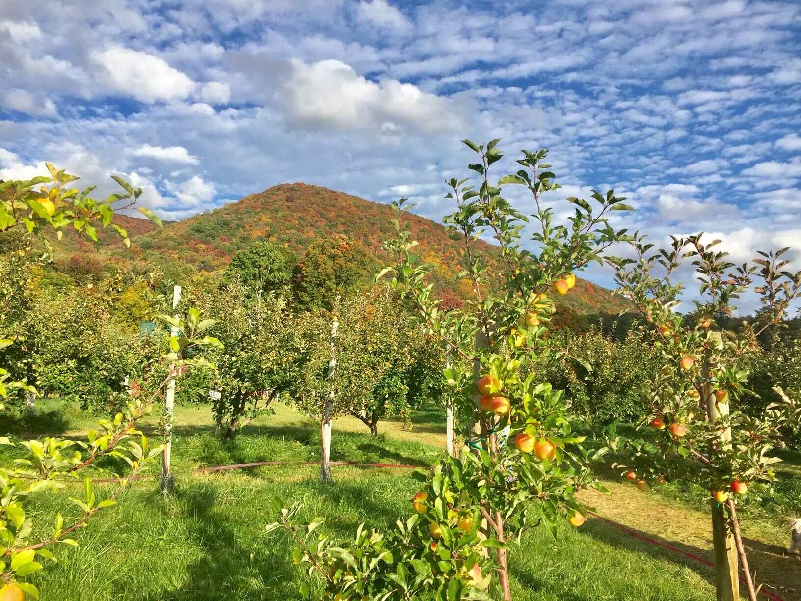 Secrets-Of-Vermont8217s-Northeast-Kingdom-Apple-Orchards secrets-of-vermonts-northeast-kingdom-apple-orchards