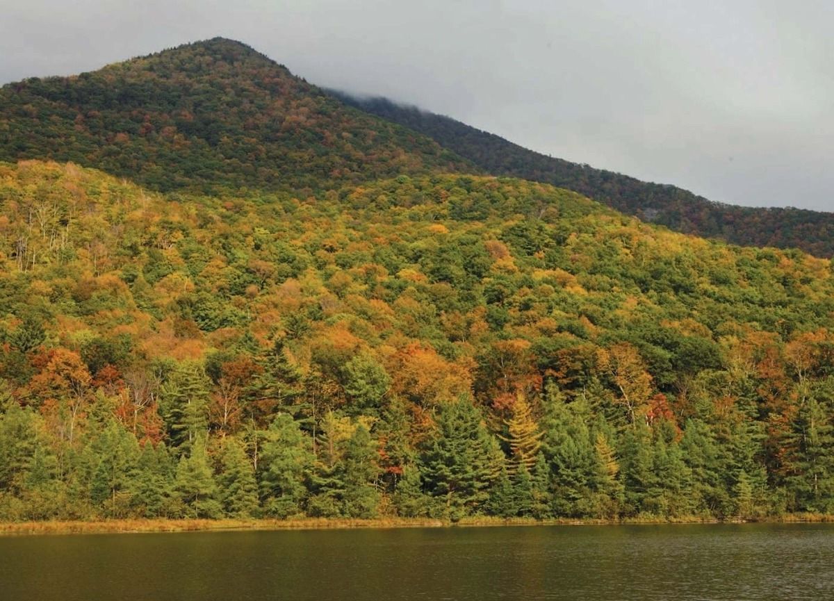 Secrets-Of-Vermont8217s-Sun-Dappled-Hardwood-Forests secrets-of-vermonts-sun-dappled-hardwood-forests