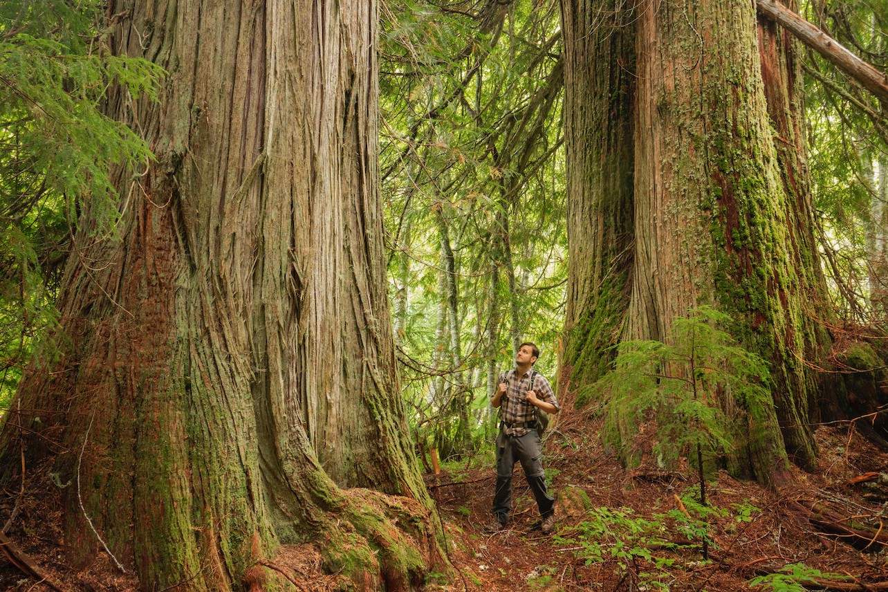 Secrets-Of-Washington8217s-Ancient-Cedar-Groves secrets-of-washingtons-ancient-cedar-groves