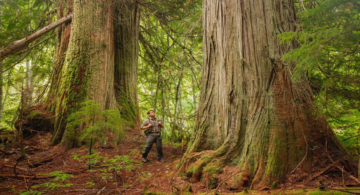Secrets-Of-Washington8217s-Ancient-Forest-Giants secrets-of-washingtons-ancient-forest-giants