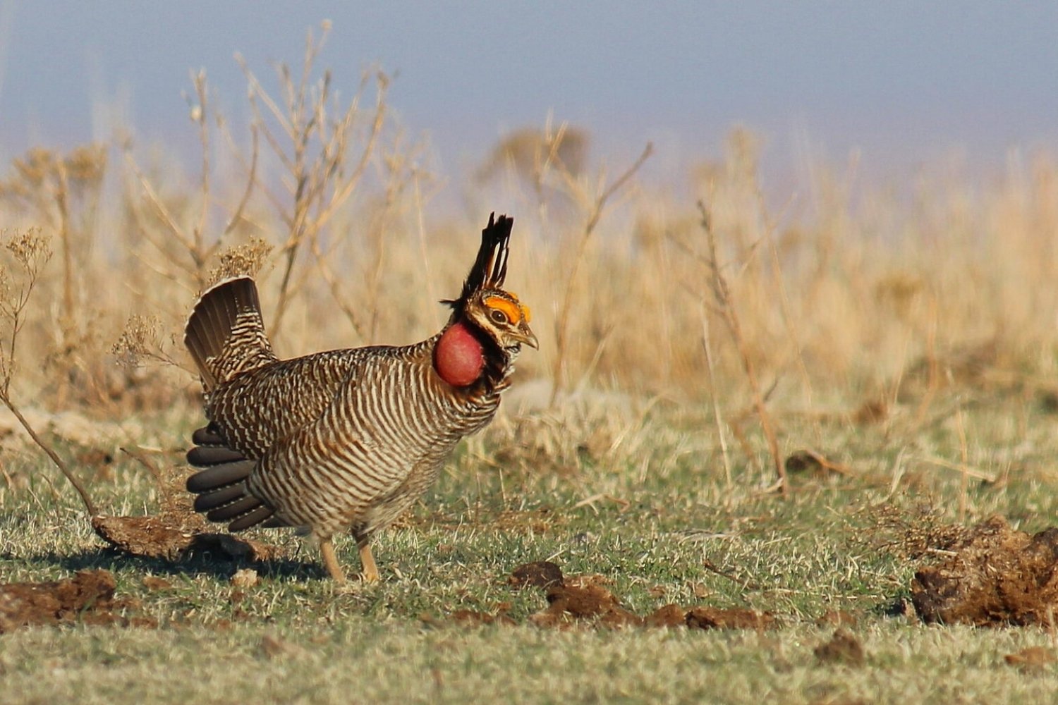 the-mystery-of-kansass-vanishing-prairie-chicken-leks