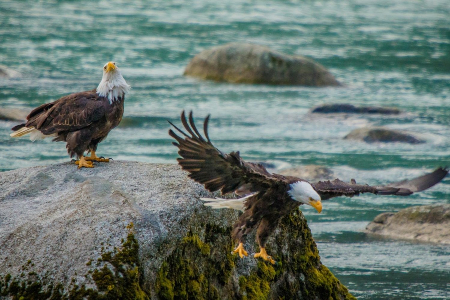 Bald-Eagle-Sanctuaries-Along-Alaska8217s-Chilkat-River bald-eagle-sanctuaries-along-alaskas-chilkat-river