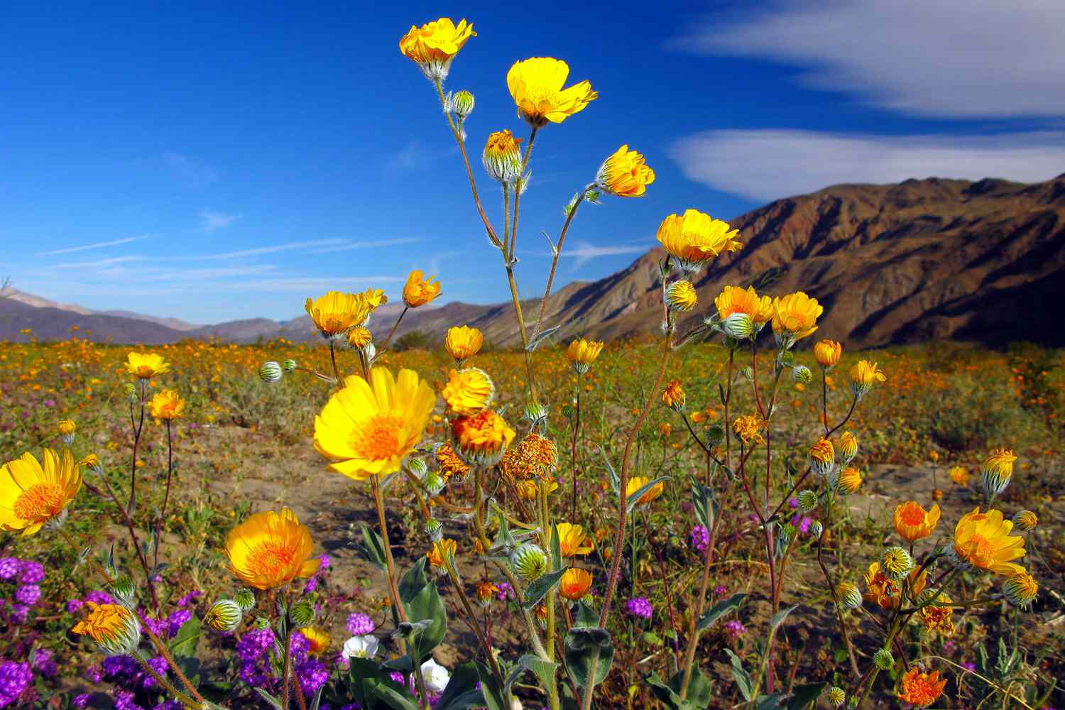 California8217s-Anza-Borrego-Wildflowers-In-A-Kaleidoscope californias-anza-borrego-wildflowers-in-a-kaleidoscope