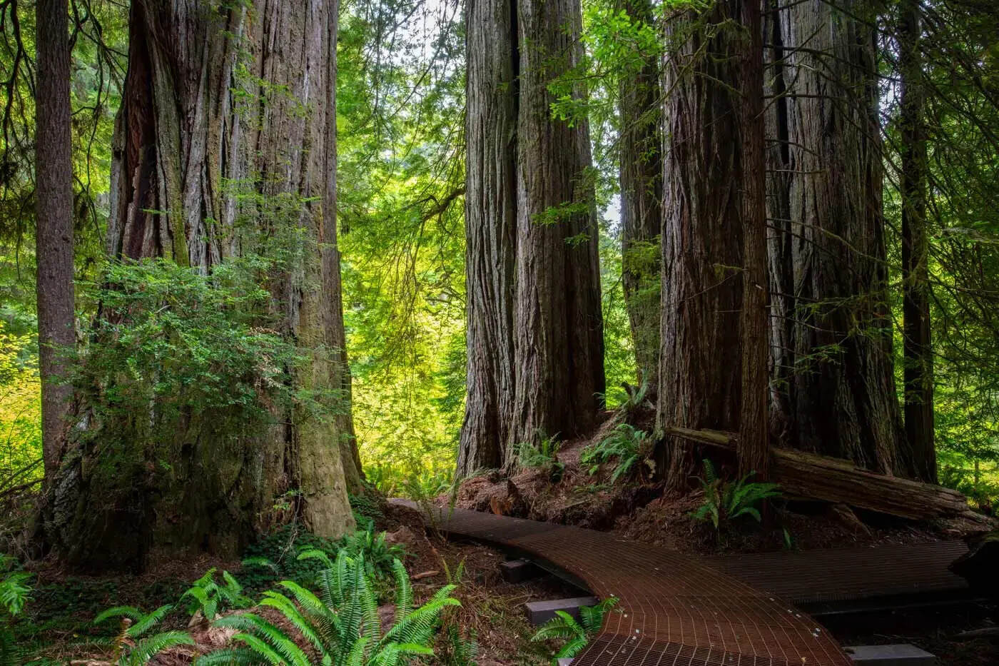 California8217s-Secret-Redwood-Groves-And-Trails californias-secret-redwood-groves-and-trails