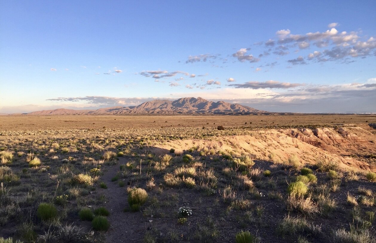 Curious-Reptile-Habitats-In-New-Mexico8217s-Chihuahuan-Desert curious-reptile-habitats-in-new-mexicos-chihuahuan-desert