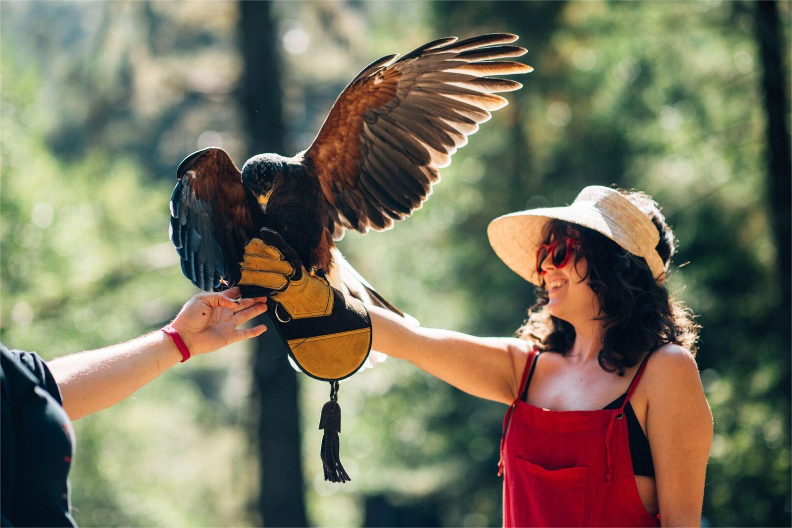 Falconry-Training-Centers-Hidden-In-Colorado8217s-Rocky-Mountains falconry-training-centers-hidden-in-colorados-rocky-mountains