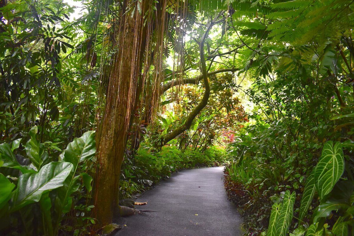 hawaiis-secret-tropical-forests-and-botanical-gardens