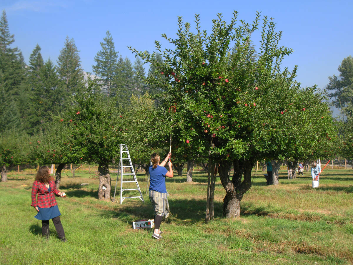 Hidden-Apple-Orchards-Of-Washington8217s-Cascades hidden-apple-orchards-of-washingtons-cascades
