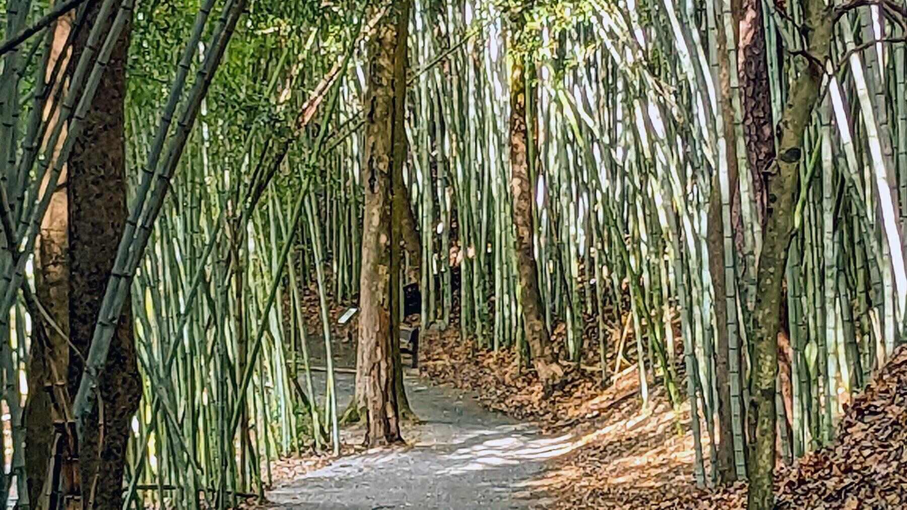 hidden-bamboo-forests-in-alabamas-little-river-canyon