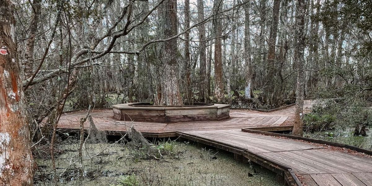 Hidden-Coastal-Marshes-Of-Louisiana8217s-Barataria-Preserve hidden-coastal-marshes-of-louisianas-barataria-preserve