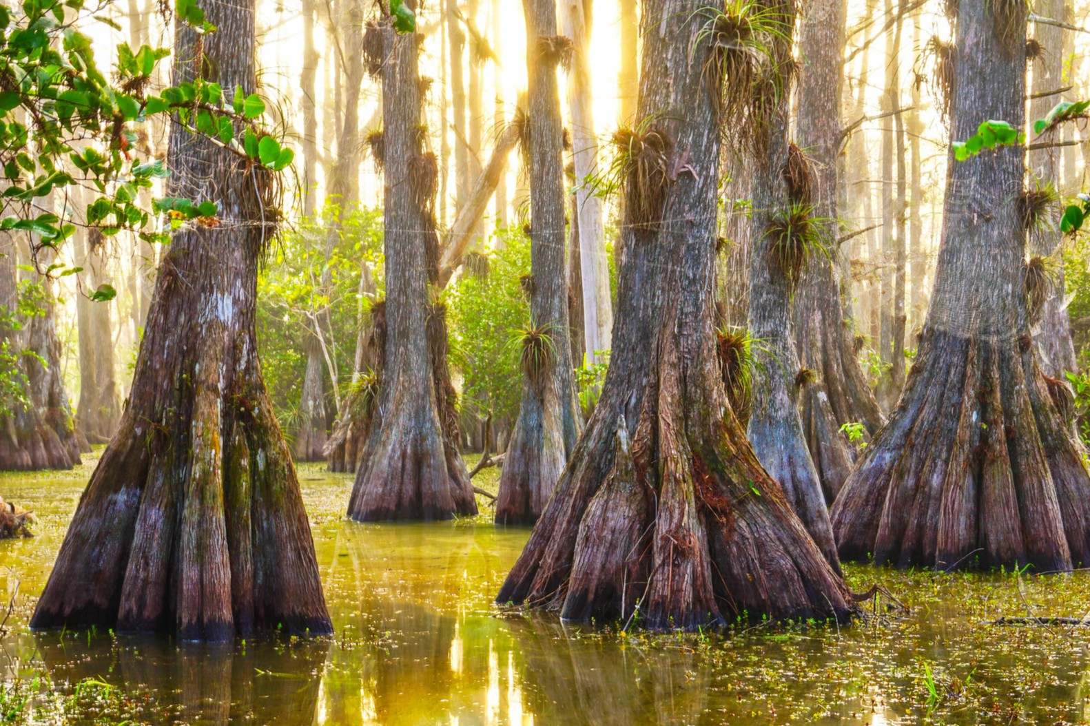 Hidden-Cypress-Secrets-Of-Florida8217s-Big-Cypress hidden-cypress-secrets-of-floridas-big-cypress