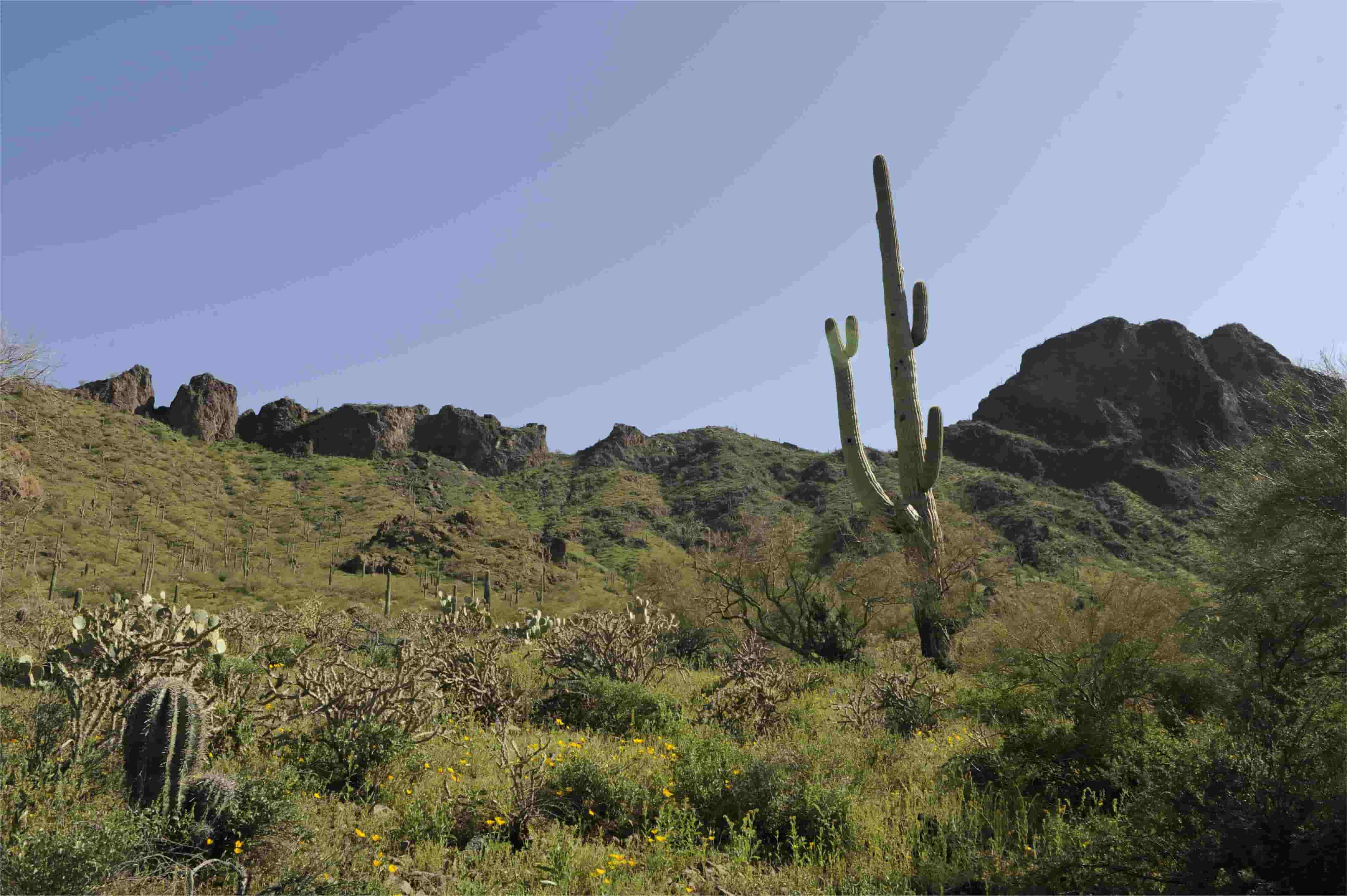 Hidden-Desert-Bajadas-Of-Arizona8217s-Cabeza-Prieta hidden-desert-bajadas-of-arizonas-cabeza-prieta