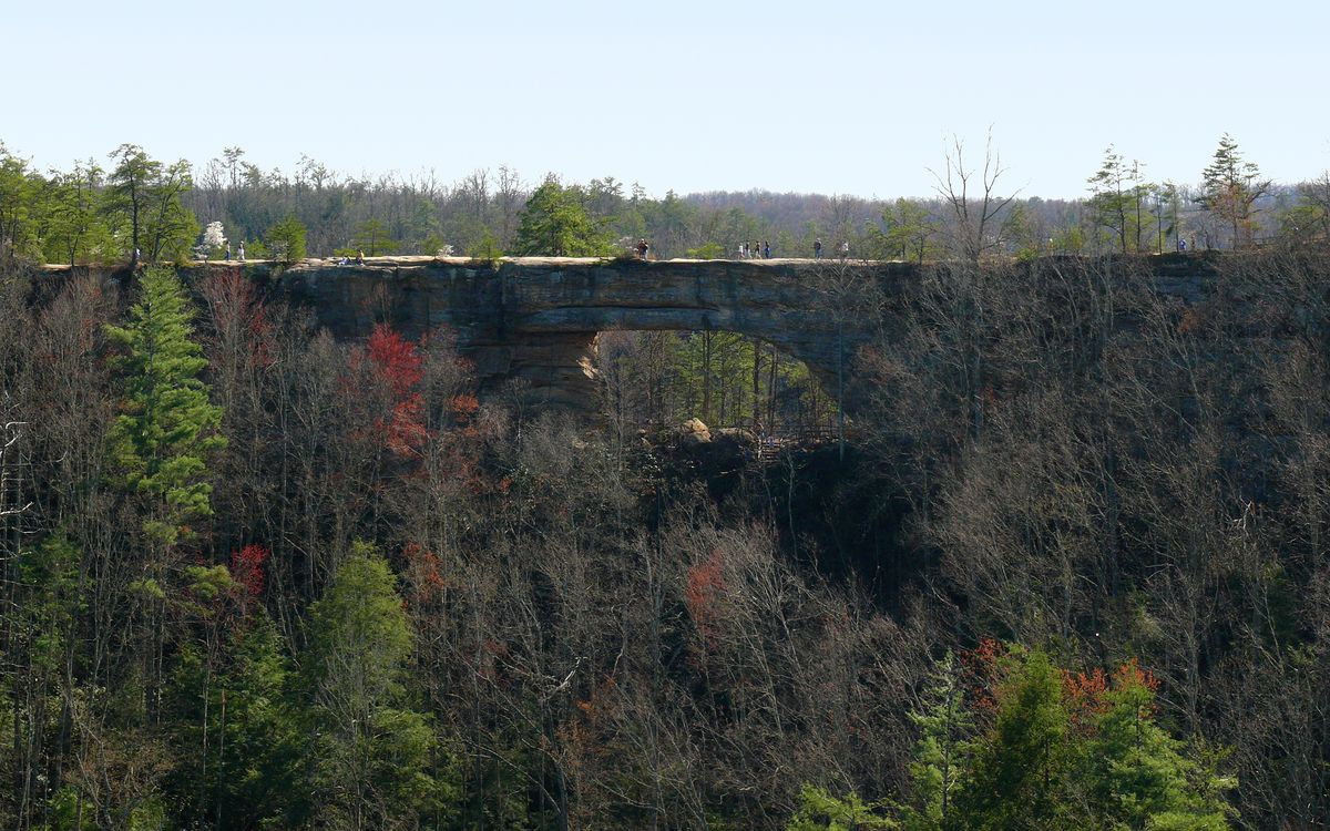 hidden-forest-hollows-of-kentuckys-natural-bridge