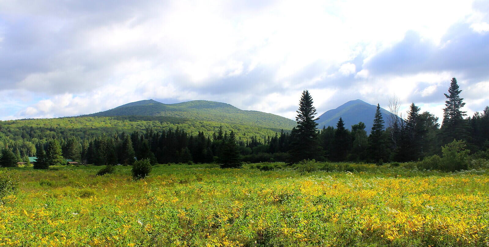 hidden-forest-meadows-in-maines-baxter-state-park