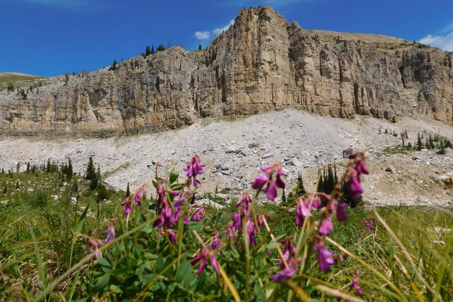 hidden-forest-meadows-in-montanas-bob-marshall-wilderness