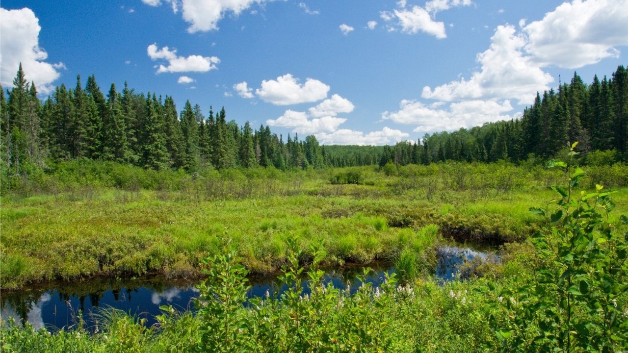 Hidden-Forest-Meadows-Of-Minnesota8217s-Chippewa-Forest hidden-forest-meadows-of-minnesotas-chippewa-forest